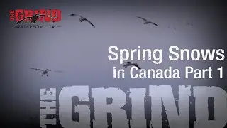 Spring Snow Geese In Canada Part 1 | The Grind S11: E9