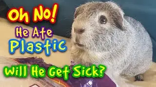 My Guinea Pigs Ate Plastic! Will They Get Sick?