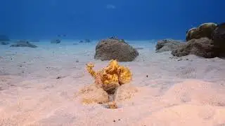Hashti the Octopus (Bedtime story)