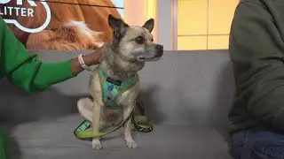 Pick of the Litter: Meet Florence a 9-year-old Jack Russell Terrier/Pug mix