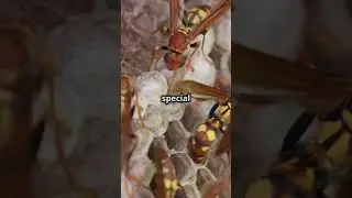 How Do Wasps Reproduce  &ndash; The Life Cycle of Wasps