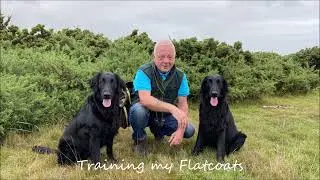 Training my Flatcoats