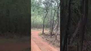Tiger Family Walk #shortsvideo #shorts #viral