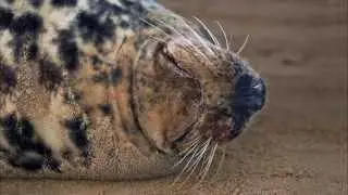 DONNA NOOK (DOCUMENTAL CORTO SOBRE LA FOCA GRIS)