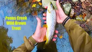 Penns Creek PA - HUGE Wild Brown Trout