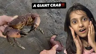 Crab Chase🦀 and SeaShell Hunt 🐚 | Fun-day at the beach🏖️ 🌊