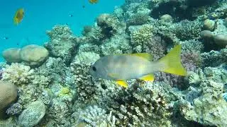 Обитатели Красного моря - луциан темнобурый / Onespot snapper. Отель Sunwing Waterworld Makadi.