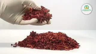 Buransh (Rhododendron arboreum) Herbal Tea &ndash; Himalayan Flower for Wellness | Anekanta Organic