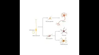Neural Stem Cell Differentiation Pathways and Lineage-Specific Markers
