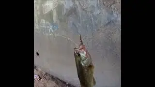 Catching a Bass Under the Bridge