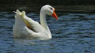 BIRDS OF MADHYA PRADESH (PART 3)
