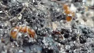 Red Ants - Gar&eth;maurar -  Skord&yacute;r