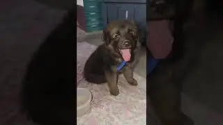 30 days old cute puppy 🐶Medium coat GSD #germanshepherd #viral #youtube #dog