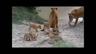 Fig tree lionesses and cubs