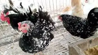 ovos de nagazaki Col&ocirc;mbia 10 RS unidade