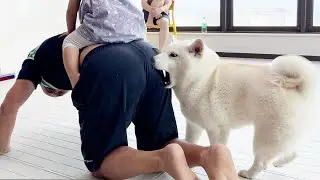 아기를 지키기 위해 뭐든지 하는 강아지 ㅋㅋㅋㅋ (저희 또 이사갑니다...ㅠㅠ)