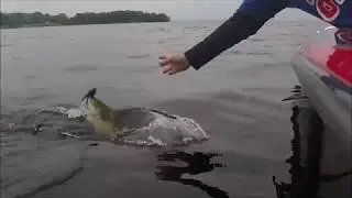 Bayou Bug Jigs w/ Gajo baits Spirit Shad Trailer