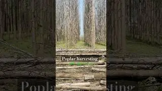 Poplar harvesting Day 1#farming #trending #poplar #kisan #shorts