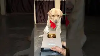 1 million celebration🫶 || labra rubi || #shorts #youtubeshorts #labrador #dogshorts #cute #1million