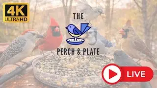 The Perch & Plate is live!