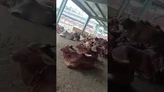 #gaushala#Haridwar#viral video#like and subscribe
