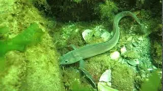 Ophidion rochei  20  bottom fish