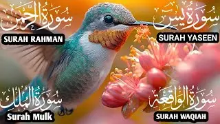تلاوة تريح القلب سورة يس❤️الواقعة❤️الرحمن❤️الملك❤️ لزيادة الرزق و البركة.Yaseen🔴Rahman🔴Mulk🔴Waqiah✅💯