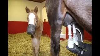 Ultimate Ez milking NI Mare