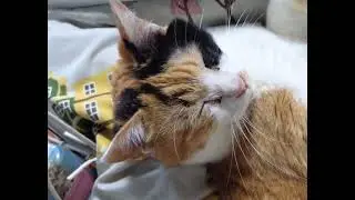 🪭ミイコとんとんその②