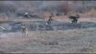 Wild dog puppies playing - by Dr. Rosemary Groom