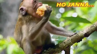 O GOD/ Janna very scared when other monkey Jump to grab her food