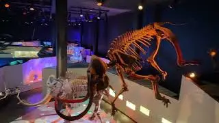 Hall of Paleontology at Houston museum of Natural Science