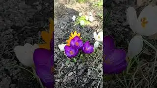 Крокуси, неперевершена краса🥰. Crocus beauty #квіти #весна #крокуси #crocus #spring #flowers