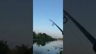 Snakehead fishing #fishing #learning #fish #majorcraft #trending #shimano #lucanafrog #trendingshort