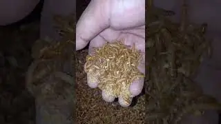 The Worm Army VS Anything . . . coming soon #shorts #worms #wormeat #wormlapse #farm #timelapse