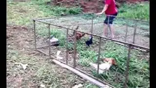 GALINHEIRO MOVEL.mp4
