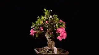 Bonsai Satsuki Azalea ( Rhododendron Indicum )