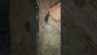 11 January 2026 || #shorts #asmrfarming #rubberfarming #shortvideo #youtubeshorts #shortsfeed