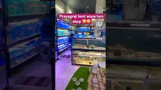 Prayagraj best aquarium shop🤩 #aquarium #fish #shortsviral #viralvideo #ytshorts #shorts #trending