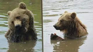 Brown bears swimming and playing in the water