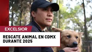 Maltrato animal en CDMX: &iquest;Qu&eacute; acciones tom&oacute; la Brigada de Vigilancia Animal en 2025?