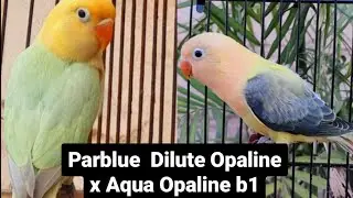 Dilute combination with new mutations| Adnan Naushahi Avairy| #lovebirds  #birds #tips #discussion