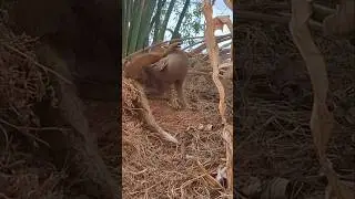 BEAUTIFUL #PREGNANT #MONGOOSE #TSEBOKOLODI #mongooses #mangusta #Manguste #マングース #cynictis #Mungo