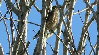 09/19/18 Merlin Falcon Hunting @ Heritage Farm Kent Wa 0030-119