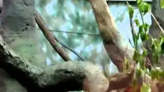 jumping shrew