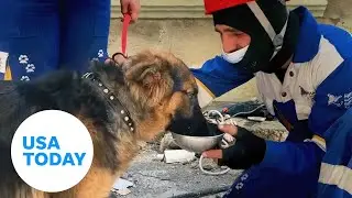 Earthquake rescues: Dogs pulled from rubble in Turkey | USA TODAY