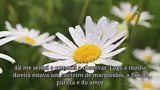 L&aacute; ... No Miolo da Margarida - texto completo
