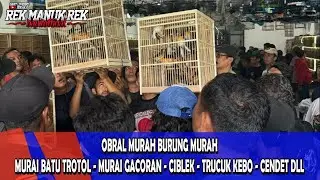 OBRAL MURAH BURUNG MURAI BATU TROTOL - MURAI GACORAN - CIBLEK - TRUCUK KEBO - CENDET DLL