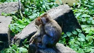 Update Tiny Rainbow feels scare big monkey and Dawn try to comforting her.