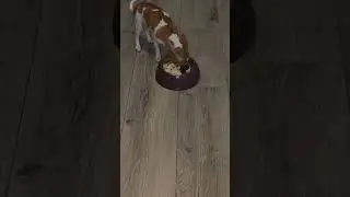 The puppy eats an egg for the first time Чихуахуа есть яйцо впервые.  #shortvideo #chihuahua #puppy